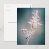 Postale Carte papillon Argus bleu (Devant / Derrière)