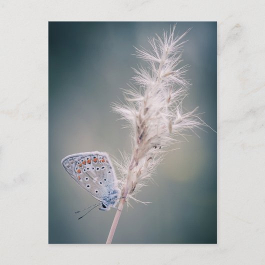 Postale Carte papillon Argus bleu (Devant)