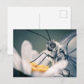 Postale Carte papillon Gazé (Devant / Derrière)