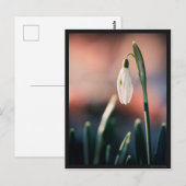 Postale Carte Perce Neige (Devant / Derrière)