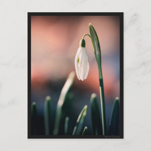 Postale Carte Perce Neige (Devant)