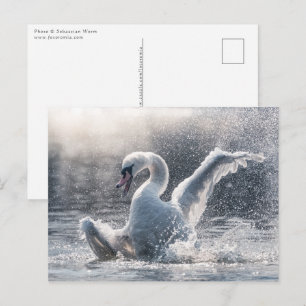 Postale Carte photo naturel de Swan