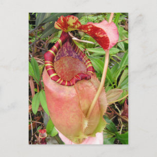 Postale Carte photo Nepenthes sumatrana