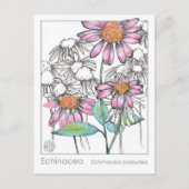 Postale Carte Plante Echinacea Materia Medica Herbal Study (Devant)