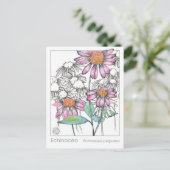 Postale Carte Plante Echinacea Materia Medica Herbal Study (Debout devant)