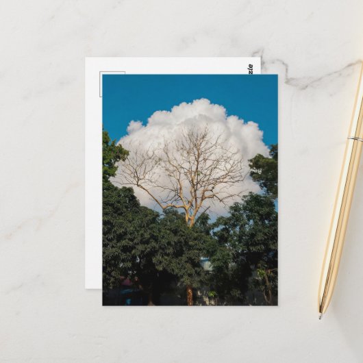 Postale Carte plate de l'arbre de nuage (Devant/Arrière en situation)