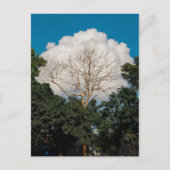 Postale Carte plate de l'arbre de nuage (Devant)