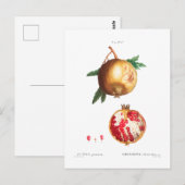 POSTALE CARTE POMEGRANATE BOTANIQUE (Devant / Derrière)