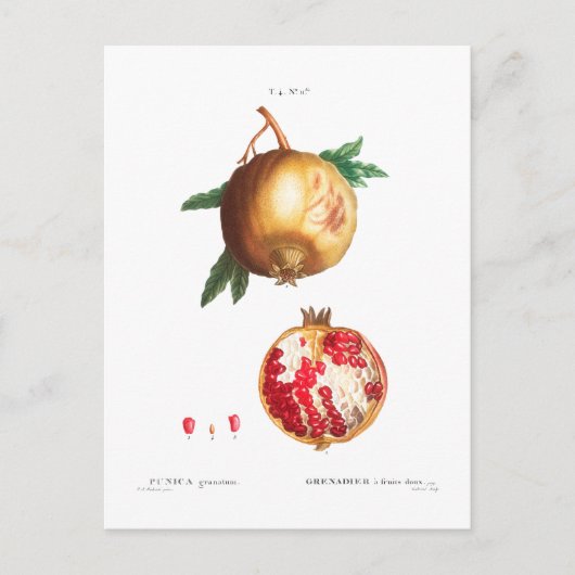 POSTALE CARTE POMEGRANATE BOTANIQUE (Devant)