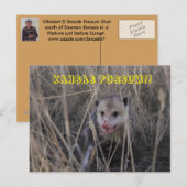 Postale Carte Possum Kansas. (Devant / Derrière)