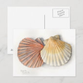 Postale Carte Post Art - Coques de mer, Aquarelle (Devant / Derrière)