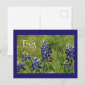 Postale Carte Post Bluebonnet Texas (Devant / Derrière)