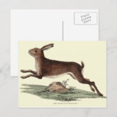 POSTALE CARTE POST HARE (Devant / Derrière)