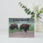 Postale CARTE POST Kansas Buffalo (Debout devant)