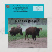 Postale CARTE POST Kansas Buffalo (Devant / Derrière)