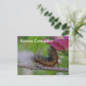 Postale CARTE POST Kansas Caterpillar closeuse (Debout devant)