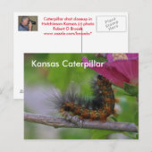Postale CARTE POST Kansas Caterpillar closeuse (Devant / Derrière)