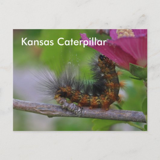 Postale CARTE POST Kansas Caterpillar closeuse (Devant)