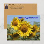 Postale CARTE POST Kansas Sunflowers (Devant / Derrière)
