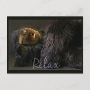 Postale Carte Post Relaxante Avec Ours Sommeil