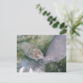 Postale Carte Post Smooch Manatee (Debout devant)