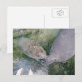 Postale Carte Post Smooch Manatee (Devant / Derrière)