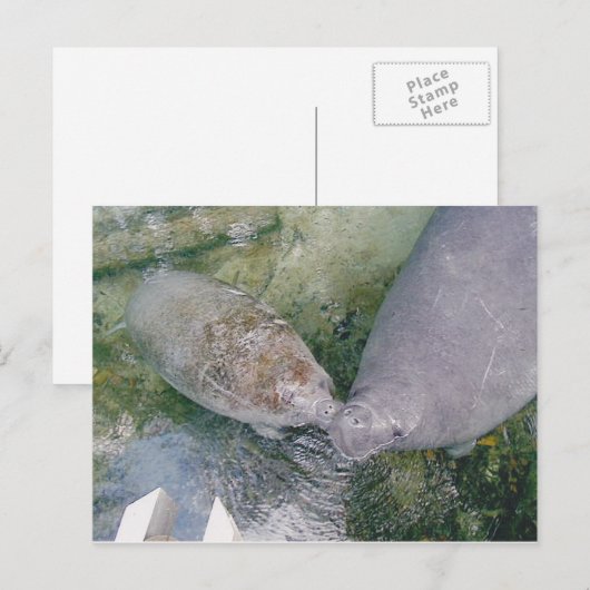 Postale Carte Post Smooch Manatee (Devant / Derrière)