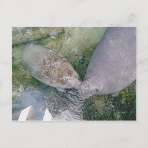 Postale Carte Post Smooch Manatee