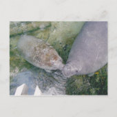Postale Carte Post Smooch Manatee (Devant)
