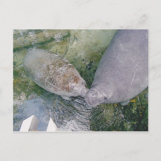 Postale Carte Post Smooch Manatee (Devant)