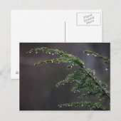 Postale Carte Postale, À feuillage persistant Dans La Plui (Devant / Derrière)