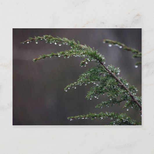 Postale Carte Postale, À feuillage persistant Dans La Plui (Devant)