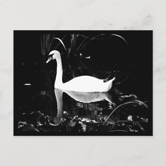 Postale Carte postale-Animaux-23 (Devant)