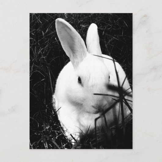 Postale Carte postale-Animaux-26 (Devant)