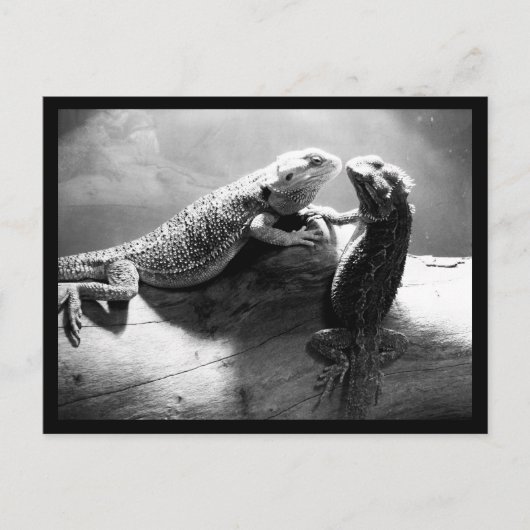 Postale Carte postale-Animaux-33 (Devant)