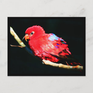 Postale Carte postale-Animaux-35