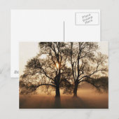 Postale Carte postale, arbre (Devant / Derrière)
