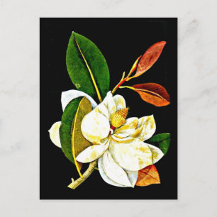 Postale Carte postale-Art botanique-Mary Delany 1