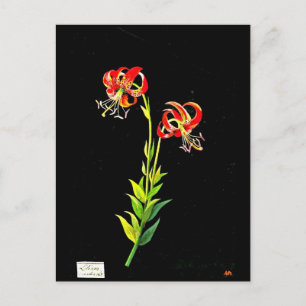 Postale Carte postale-Art botanique-Mary Delany 12