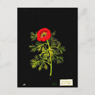Postale Carte postale-Art botanique-Mary Delany 18