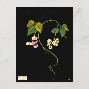 Postale Carte postale-Art botanique-Mary Delany 5
