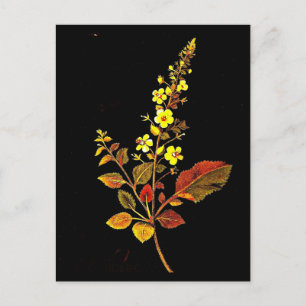 Postale Carte postale-Art botanique-Mary Delany 8