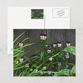 Postale carte postale, "ASSEZ PETITS VIOLAS" (Devant / Derrière)