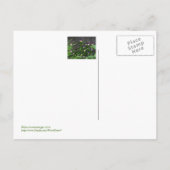 Postale carte postale, "ASSEZ PETITS VIOLAS" (Dos)