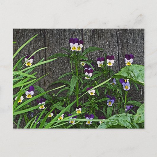 Postale carte postale, "ASSEZ PETITS VIOLAS" (Devant)