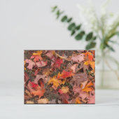 Postale Carte postale/Automne (Debout devant)