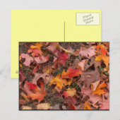 Postale Carte postale/Automne (Devant / Derrière)