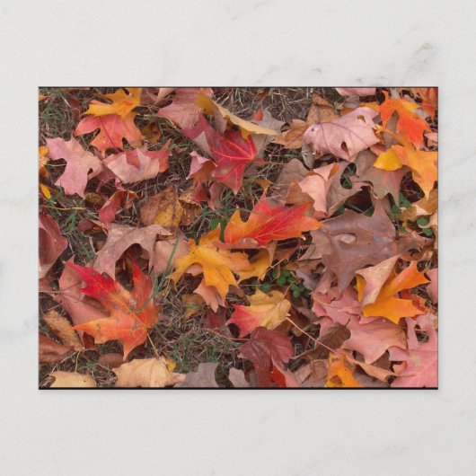 Postale Carte postale/Automne (Devant)