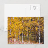 Postale carte postale, Birch Trees in the Fall, Alaska (Devant / Derrière)