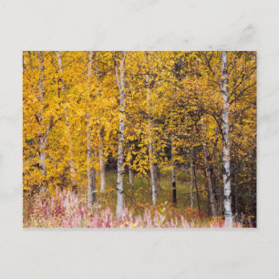 Postale carte postale, Birch Trees in the Fall, Alaska